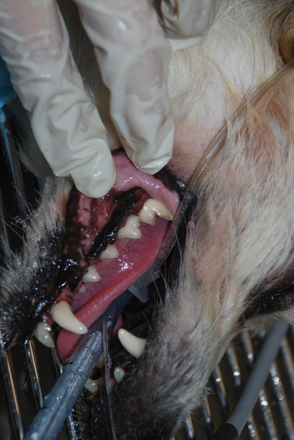 The same dog's teeth after cleaning