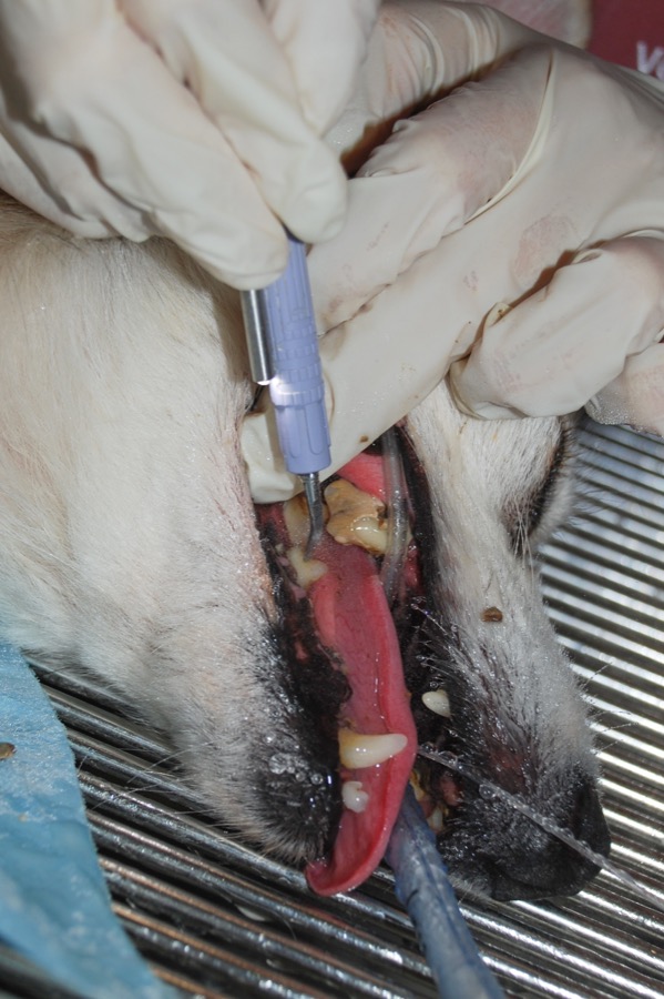 A dog's teeth before cleaning, with heavy tartar and inflamed gums